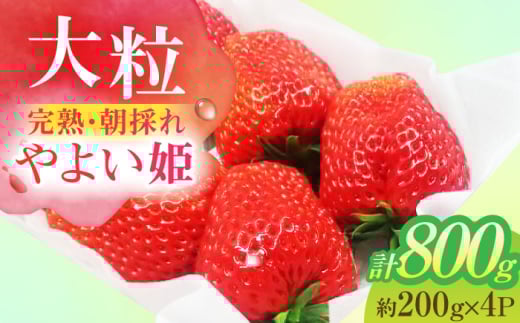 いちご 朝摘み  大粒 完熟やよい姫 約200g×4パック フルーツ やよい姫 完熟 愛西市 / くぼ苺農園 [AECJ004]