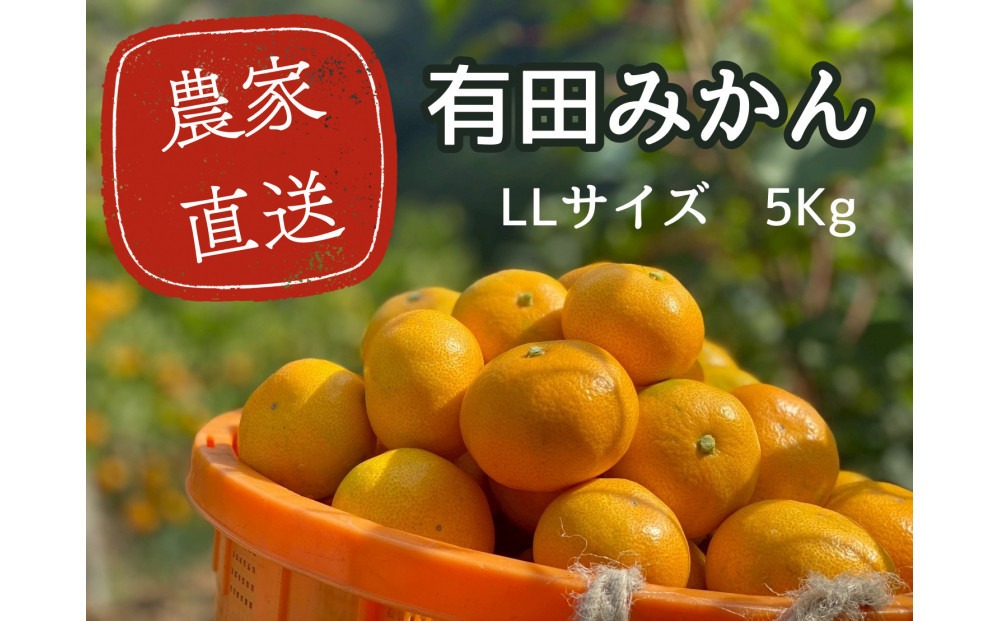 有田みかん LL 5kg 贈答用 乳酸菌栽培   CX030