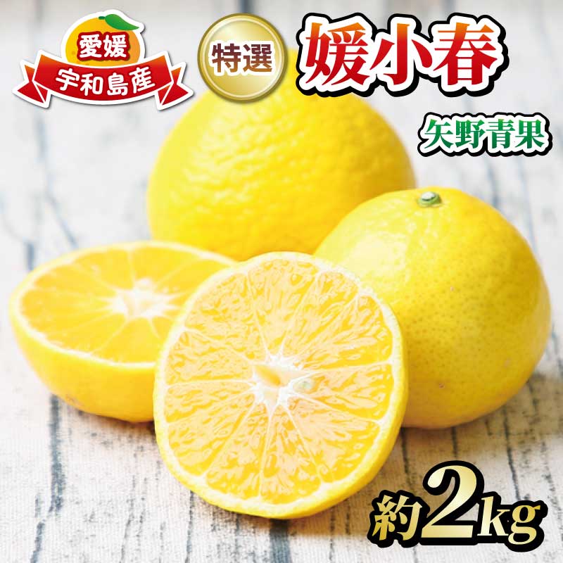 【ふるさと納税】 希少品種 媛小春 2kg 愛媛県限定 栽培品種 特選 矢野青果 先行予約 高級柑橘 贈答品 贈答用 ギフト プレゼント 甘い 高級 希少 果物 フルーツ 柑橘 みかん 蜜柑 愛媛蜜柑 愛媛みかん 農家直送 産地直送 数量限定 国産 愛媛 宇和島 B015-096003