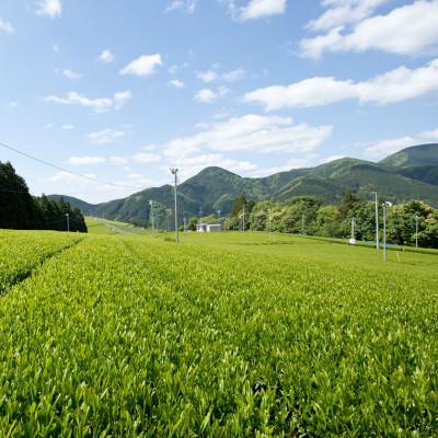 ふるさと納税 静岡市 【茶娘の深むし茶】静岡市産深むし茶100g『10+1本』合計1.1kg |  | 03