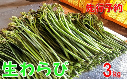 【先行予約・数量限定】採れたて山菜　生わらび3kg