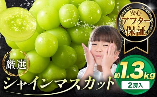 【アフター保証付】シャインマスカット 厳選 訳あり シャインマスカット 約1.3kg 2房【2026年先行予約】《9月上旬-11月上旬頃に出荷》岡山県 浅口市 シャインマスカット ぶどう フルーツ 果物 贈り物 ギフト 国産 岡山県産 送料無料 ブドウ