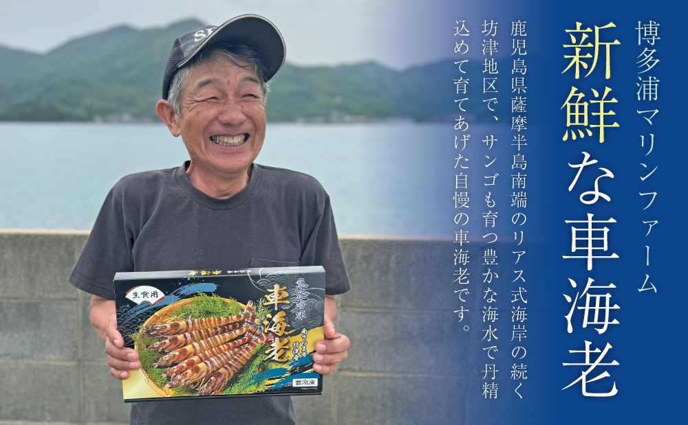 【鹿児島県産】冷凍 車海老 1.2kg （加熱用） 車エビ 車えび 海老 エビ えび 海の幸 海鮮 天ぷら エビフライ エビチリ 冷凍 博多浦マリンファーム 南さつま市