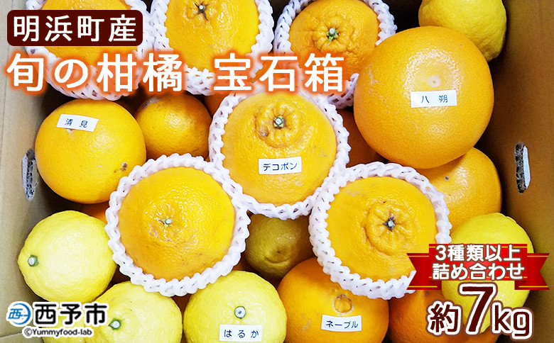 
            産地直送!！　愛媛県明浜町産　旬の柑橘　宝石箱（宇都宮農園）
          