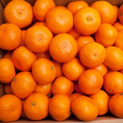 家庭用完熟有田みかん5kg+250g(傷み補償分)【光センサー選果】