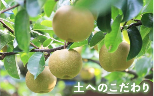 【先行予約】上野梨園の新興梨 8～12玉入 約5kg  4L～6L【秀品】《数量限定》梨園直送！ / 期間限定 果物 フルーツ 農家直送 シャキシャキ もぎたて 旬 お取り寄せ ※2026年10月上旬