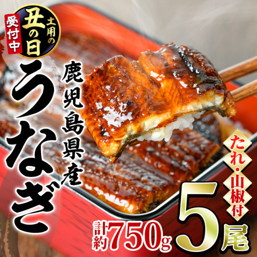 【0294315a-2607】＜土用丑の日までにお届け＞東串良町のうなぎ蒲焼(無頭)(5尾・計約750g・タレ、山椒付)うなぎ 高級 ウナギ 鰻 国産 蒲焼 蒲焼き たれ 鹿児島 ふるさと 人気【アクアおおすみ】