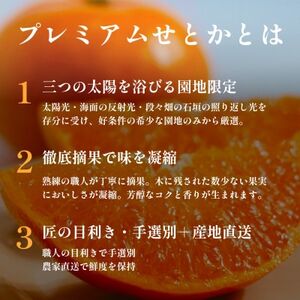 【数量限定】老舗農家が見極めたプレミアム【せとか2kg×2箱】柑橘の大トロ【F70-114】【1683910】