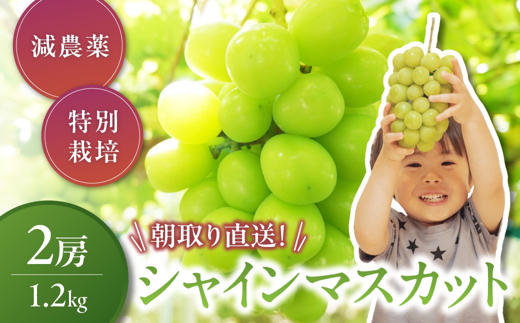【2026年/令和8年発送＜先行予約＞】特別栽培 減農薬 シャインマスカット 2房 1.2㎏ 先行予約 先行 予約 山梨県産 産地直送 フルーツ 果物 くだもの ぶどう ブドウ 葡萄 シャイン シャインマスカット 新鮮 人気 おすすめ 国産 贈答 ギフト お取り寄せ 甘い 皮ごと 山梨 甲斐市 CF-2