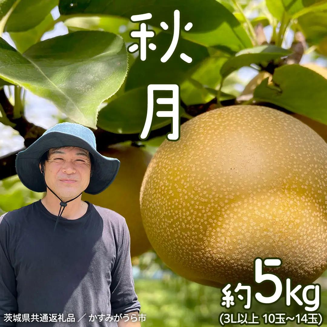 【ふるなびWEEK対象】【2026年9月中旬発送開始】 《先行予約》秋月 梨 約 5kg 10玉～14玉 茨城県共通返礼品 ／ かすみがうら市 なし 鈴木農園 産地直送 フルーツ 甘い 直送 茨城 限定  [ED004sa]
