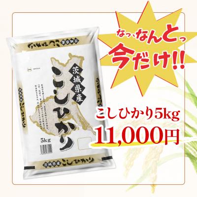 ふるさと納税 境町 期間限定!! 【最短2日後〜7日以内発送】【令和7年産/白米】 こしひかり 5kg  茨城県産 米 |  | 01