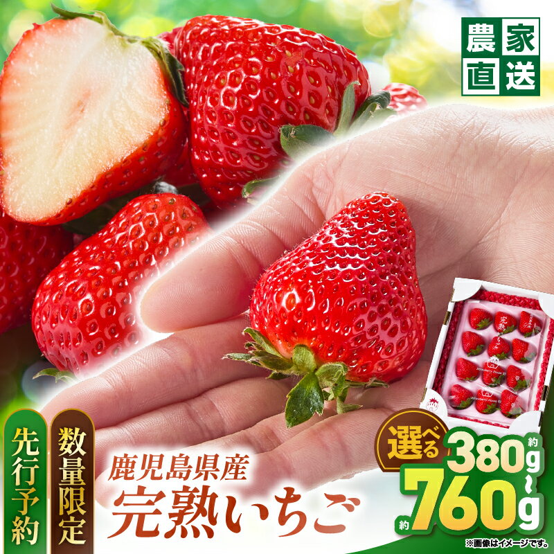 【ふるさと納税】【予約受付 数量限定】＜選べる容量＞ 鹿児島県産 いちご 甘色 8～24粒 × 1箱 or 2箱 さがほのか 恋みのり 苺 完熟 フルーツ 果物 果実 限定 先行予約 デザート 農家直送 Strawberry House 彩 鹿児島 鹿屋市 おすすめ ランキング プレゼント ギフト