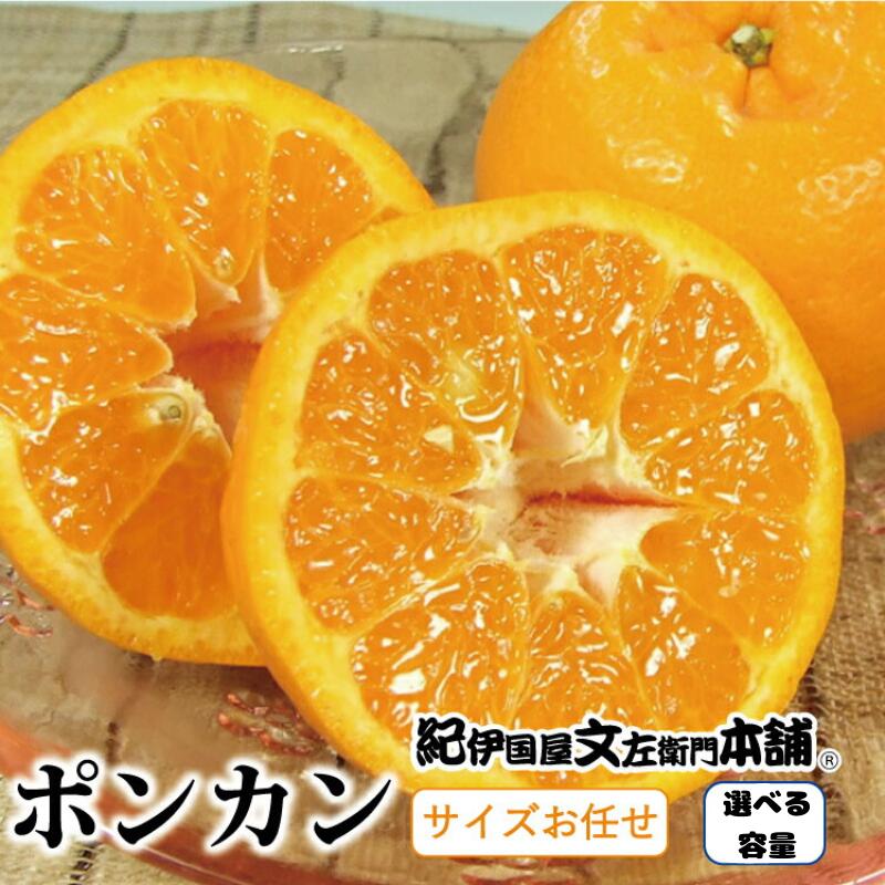 【ふるさと納税】ポンカン 【選べる容量】 /サイズおまかせ ※2026年1月下旬～2026年2月下旬頃に順次発送予定(お届け日指定不可) 紀伊国屋文左衛門本舗 / みかん 蜜柑 オレンジ 柑橘 先行予約