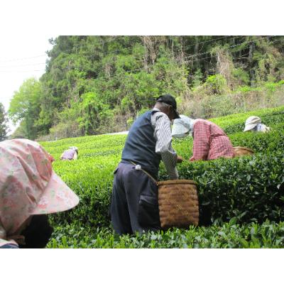 ふるさと納税 川根本町 生粋川根茶(1)澤本園の「八十八夜摘」200g缶 |  | 03