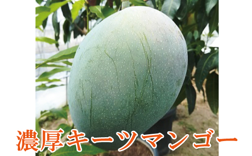 【希少マンゴー】濃厚キーツマンゴー　約800g(1～2玉) ※2024年9月下旬～10月下旬頃に順次発送 / 国産 和歌山県 フルーツ 果物 くだもの 旬【ard041B】