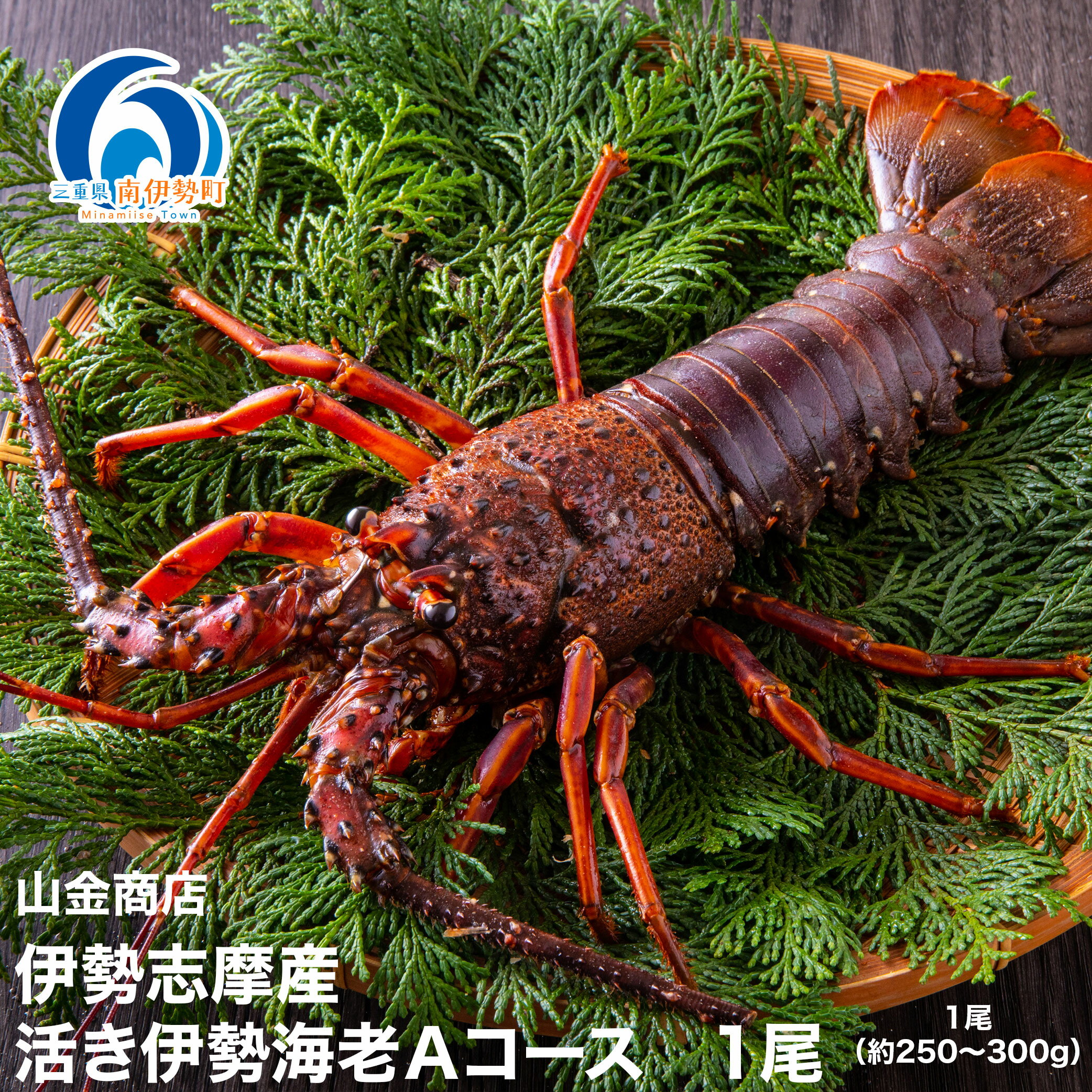 【ふるさと納税】活き 伊勢海老 Aコース 1尾 約250～300g 山金商店 地物 伊勢 伊勢えび 高級 鮮魚 焼き物 汁物 海鮮 特産 海の幸 魚介 イセエビ 海老 えび 三重県 南伊勢町 伊勢志摩産 伊勢志摩