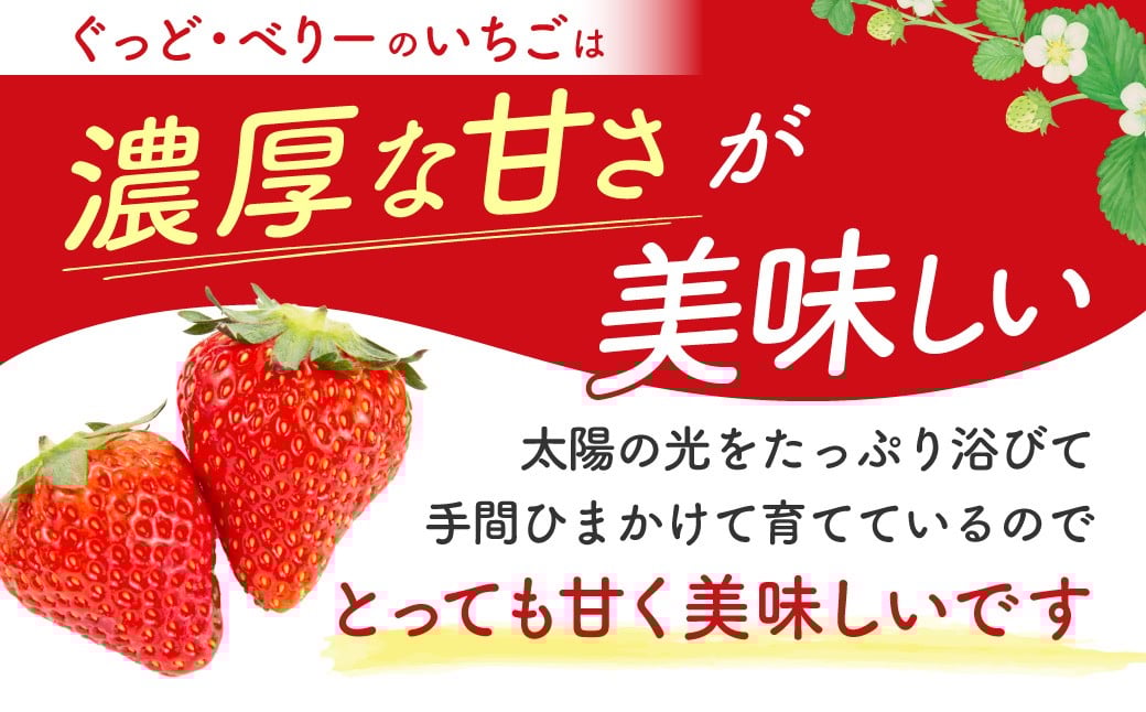 
                  いちご2パック(みおしずく+おまかせ)  いちご農園ぐっど・べりー 滋賀県 東近江市 O-G11 いちご 苺 みおしずく 滋賀県産 食べ比べ フルーツ 果物 デザート 旬 直送 取り寄せ
                