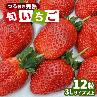 【ふるさと納税】【つる付き!完熟旬いちご】藤戸いちご園直送厳選デラックスタイプ(3Lサイズ以上12粒)【配送不可地域：離島】【1267488】