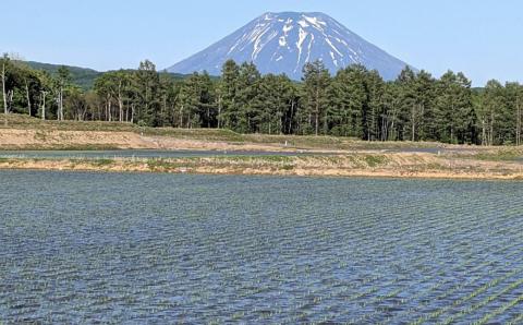 【令和5年産】蘭越米 ゆめぴりか 5kg