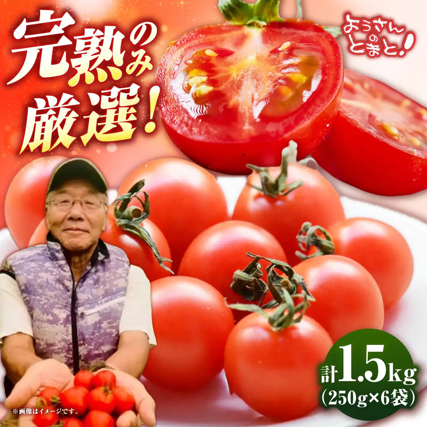 【先行予約】完熟ミニトマト 1.5kg [JHC001] トマト 野菜