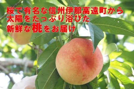 【010-82】高遠産　桃　1.5ｋｇ　おまかせ３品種