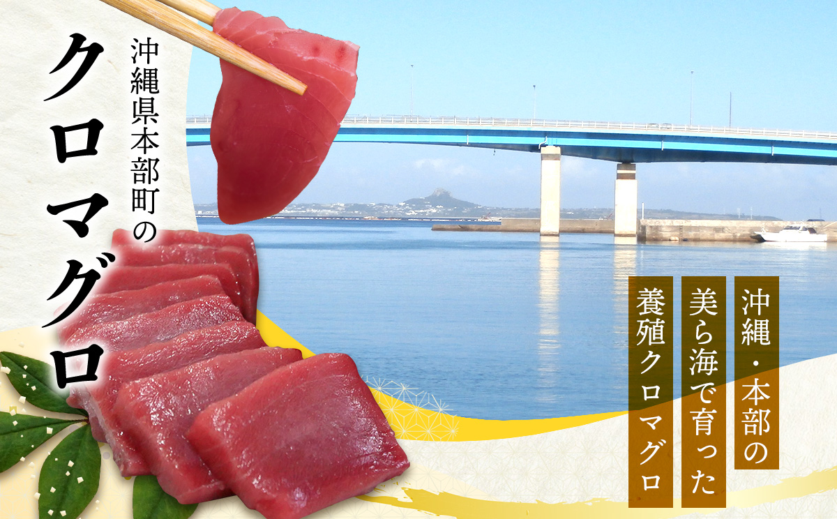 本部町産　本マグロづくし（大トロ・中トロ・赤身）約800g～1000g 鮪 本マグロ 送料無料 ギフト グルメ お祝い 贈答品 プレゼント 土産 お取り寄せ 柵 大トロ 上トロ 中トロ 赤身 刺身 さ