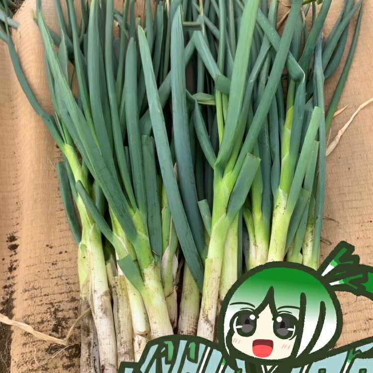 【ふるさと納税】 ねぎ 越津ねぎ 約5kg [江南北ファーム 愛知県 江南市 ko23btu430000] 長ねぎ ネギ 野菜 国産 鍋 すき焼き 味噌煮込み 甘み 冬 大容量 食材 家庭料理 旬