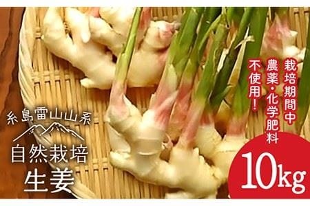 糸島産 生姜 10kg 自然栽培  糸島市 / 大石ファーム [ATE012]