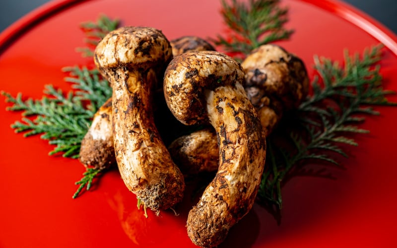 
            和歌山県産 香り高く希少な国産 松茸 約300g【2026年10月中旬頃～11月中旬頃に順次発送】【OKT2】
          