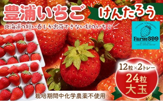 【2026年4月下旬以降順次発送】豊浦いちご 大玉12粒×2トレー 【 ふるさと納税 人気 おすすめ ランキング 果物 いちごイチゴ 苺 大玉 大粒 けんたろう おいしい 美味しい 農園直送 採れたて 新鮮 産直 苺 ストロベリー 北海道 豊浦町 送料無料 】 TYUAH001