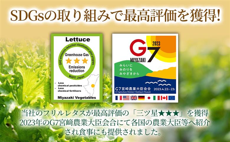 フリルレタス「海すなレタス」6個入×1箱 新鮮 野菜 サラダ【A346】 6個入×1箱