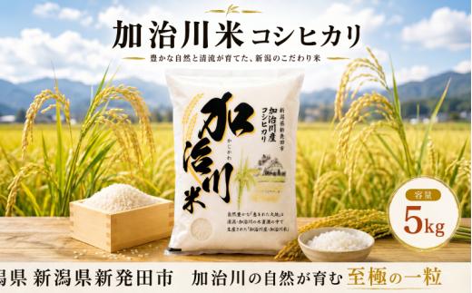 【加治川米コシヒカリ】令和7年産 新潟県産 コシヒカリ 5kg  新潟県 新発田市 加治川産 新発田産 新潟 ふるさと納税 精米 米 お米 こしひかり 白米 米 お米 こめ コメ ライス ご飯 ごはん 美味しい 贈り物 国産 新潟県 新発田市 お取り寄せ 令和7年産米 産地直送 GAP認証 JGAP アグリ加治川 agk002