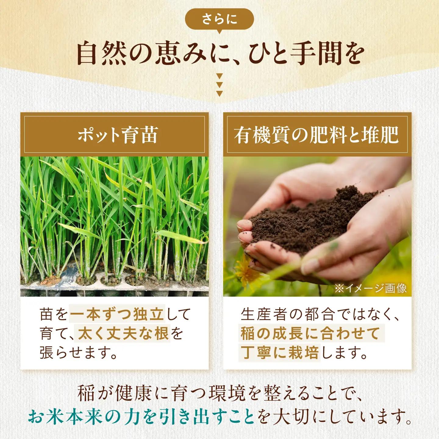 ＜先行予約＞特別栽培米コシヒカリ10kg 玄米[AQEB006]