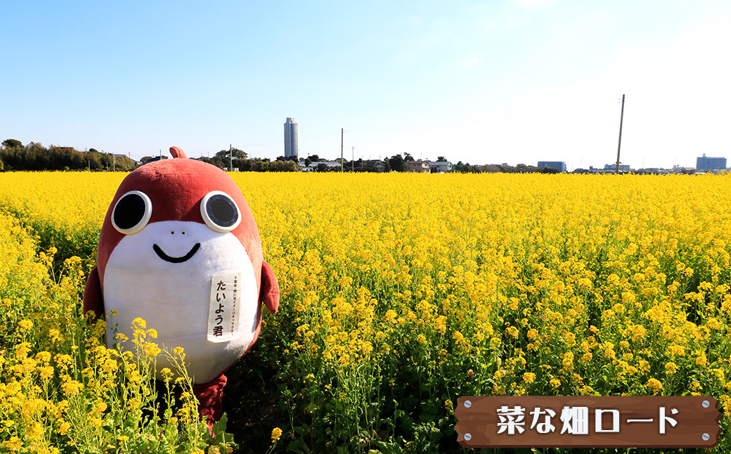 一万坪の敷地に満開の菜の花。毎年1月～３月にかけて開催される「菜な畑ロード」