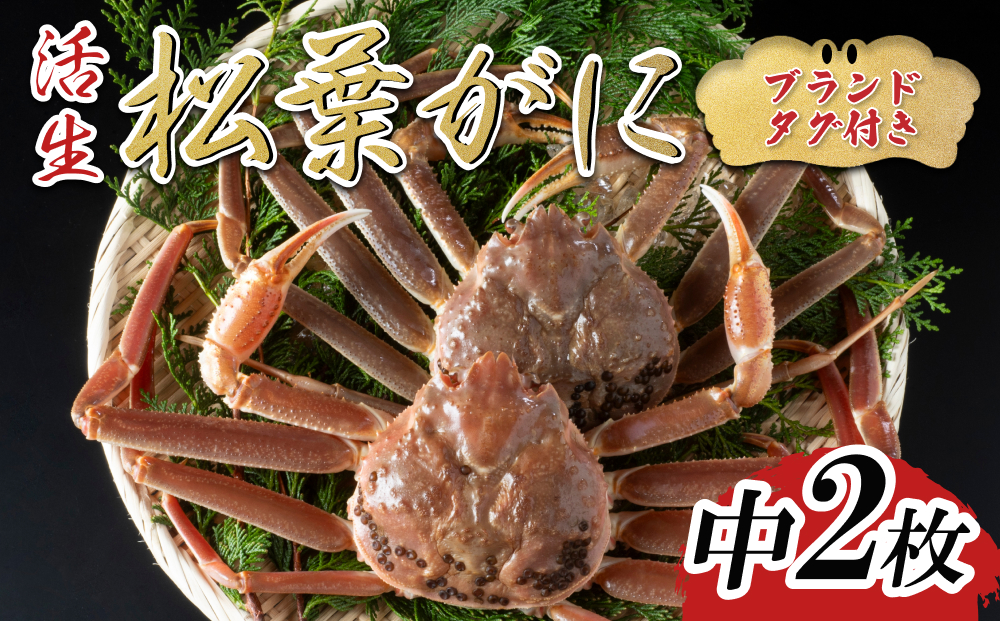 【活生】ブランドタグ付き松葉ガニ 中2枚 2026年11月～順次発送｜鳥取 岩美 松葉がに かに【22052】