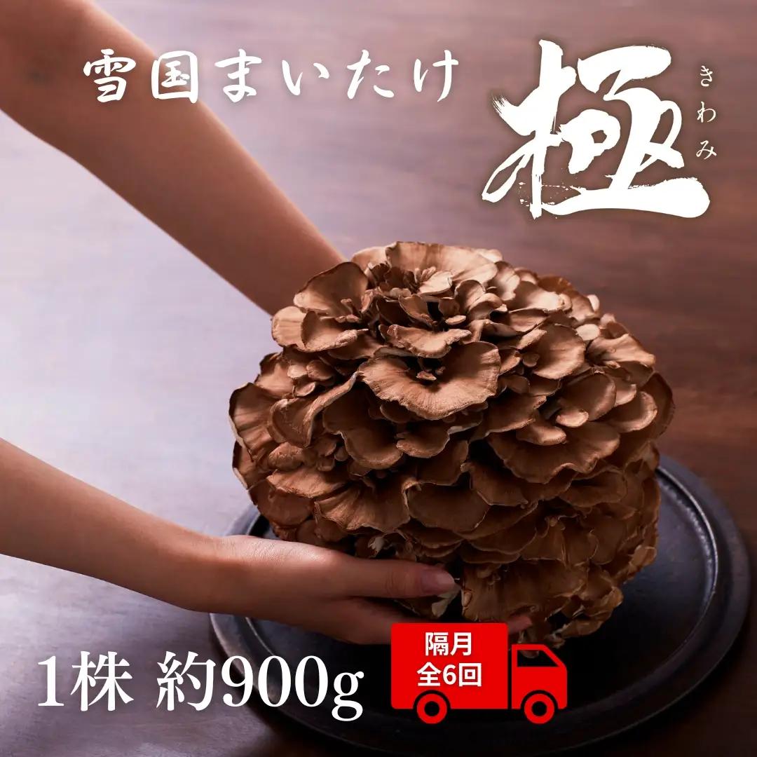 〈隔月6回定期便〉まいたけ 極 1株 ユキグニファクトリー | まいたけ
