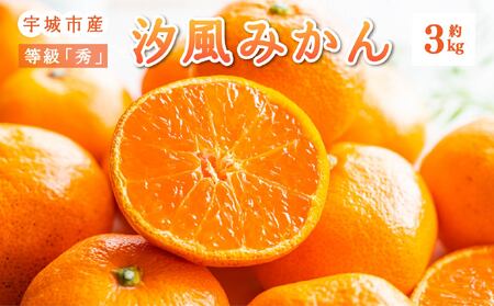 先行予約 特別栽培 宇城市産 汐風みかん 等級「秀」玉揃え約3kg 【2026年11月上旬から2027年1月下旬発送予定】
