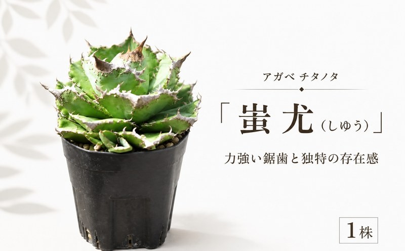 
                  アガベ チタノタ 蚩尤 1株 観葉植物 多肉植物 苗 植物 園芸 玄関 アガベ あがべ インテリア ガーデニング プレステラ90深型 しゆう Agave titanota Palm Healing 埼玉県 羽生市
                