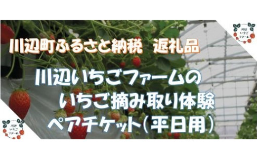 
【期間限定】＜平日用＞令和6年1月6日～令和6年5月8日使用分　いちご摘み取り体験ペアチケット（大人２名様、４０分食べ放題、練乳付き）
