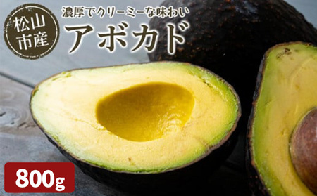 【入荷次第順次発送】松山市産 アボカド 800g （ サラダ 料理 果物 ヘルシー アボガド ダイエット ミネラル 森のバター  栄養 国産 愛媛 松山 ）【FA0461】