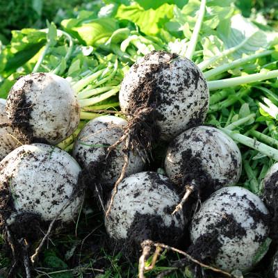 ふるさと納税 南砺市 【11月中旬〜12月末迄　出荷期間限定】南砺市産白蕪で作る　爽やか風味の千枚漬け　120g×3個 |  | 03