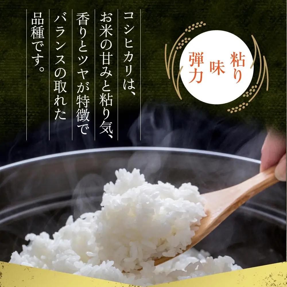 【定期便12回】R7年産コシヒカリ 5kg プロ厳選の産地直送米 白米 お米 人気 美味しい 白ご飯 こだわり 農業 甘味 香り ツヤ お米の王様 熊本県 阿蘇市
