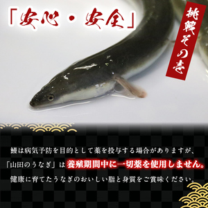 【無薬養鰻】 鹿児島産 山田のうなぎ ＜計480g以上＞（160g以上×3尾） うなぎ 鰻 ウナギ 無薬 養鰻 無投薬 3尾 国産 九州産 蒲焼き かばやき 冷凍 うな重 ひつまぶし タレ 山椒 ラン
