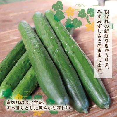 ふるさと納税 四万十市 朝採れ新鮮!四万十市産きゅうり5kg【発送時期:11月中旬〜4月下旬】 |  | 01