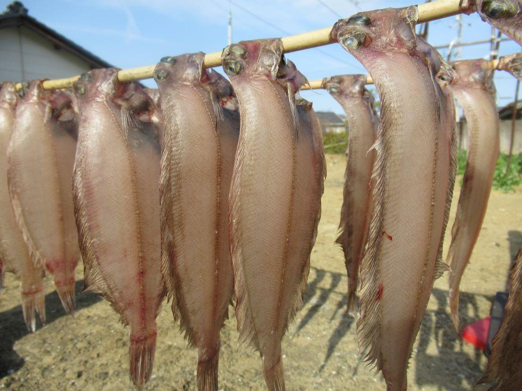 子持ちやなぎがれい寒風干し　500ｇ（4〜6枚）