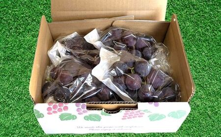 《先行予約 2026年発送》開田ぶどう園 巨峰 3kg （茨城県共通返礼品・石岡市産） ／ 巨峰 ぶどう 葡萄 ブドウ 果物 フルーツ