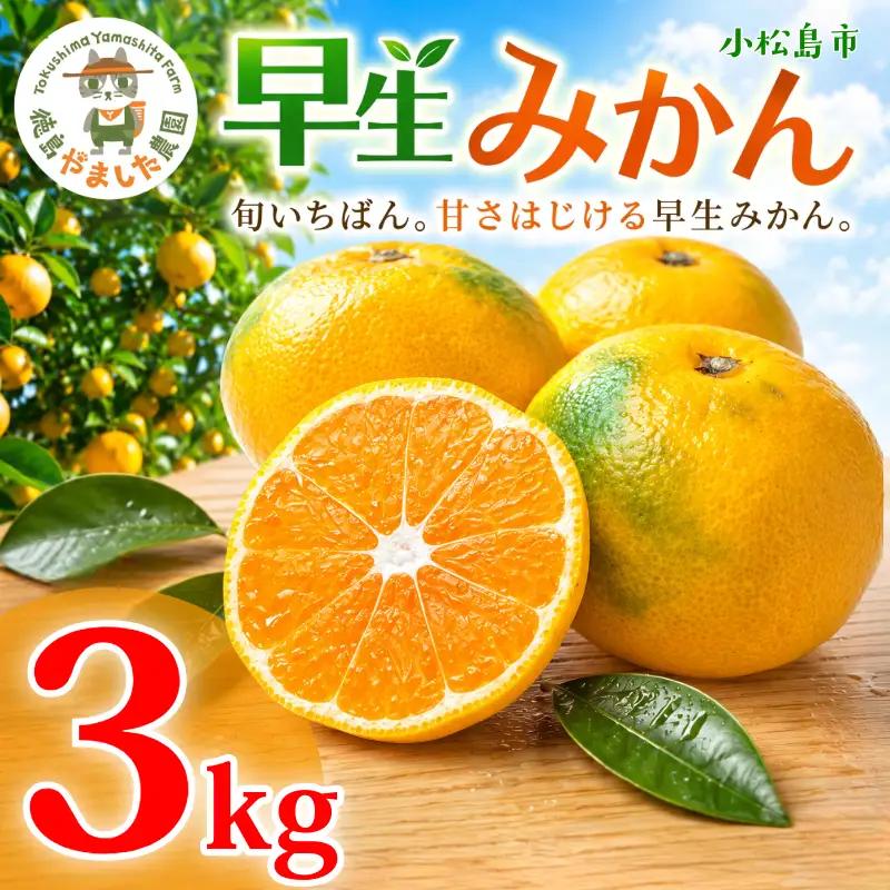 【先行予約】【2026年10月下旬順次発送】 早生みかん 3kg みかん 早生 柑橘 国産 農家直送 徳島県 小松島市