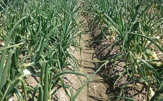 【5月中旬発送開始】淡路島産玉ねぎ10kg