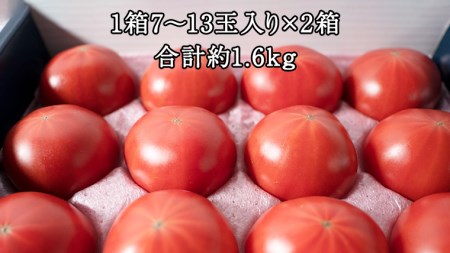 【2024年2月上旬発送開始】 スーパーフルーツトマト てるて姫 小箱 約800g  ( 7〜13玉 ) × 2箱 糖度9度以上 ブランドトマト フルーツトマト トマト とまと [BC036sa]