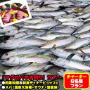 【ふるさと納税】【6名様プラン】マグロ釣りパヤオツアーと釣果料理＆和食ディナービュッフェ（スパ利用券付）